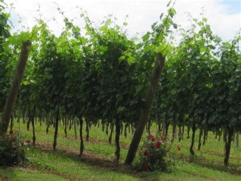 Рекомендации | vinograd.cc