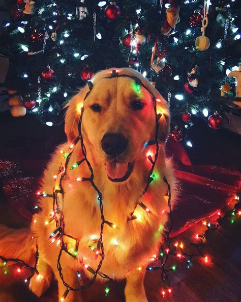 #goldenretriever #puppy #dog #christmas #christmaslights #tree #winston ...