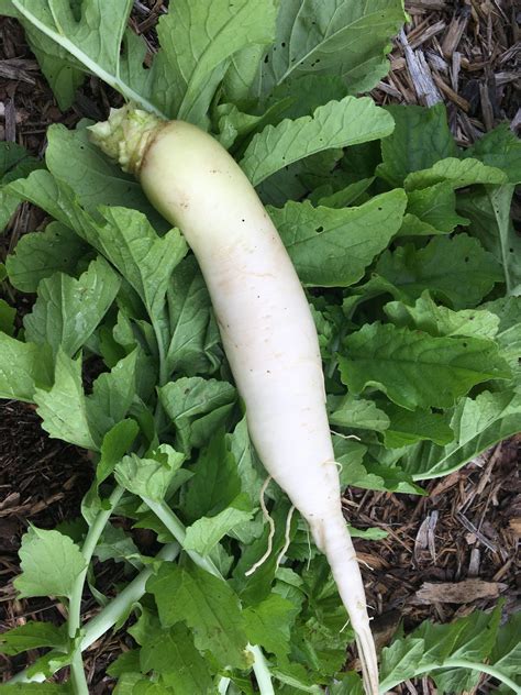 Daikon Radish Knuckle Down Farm