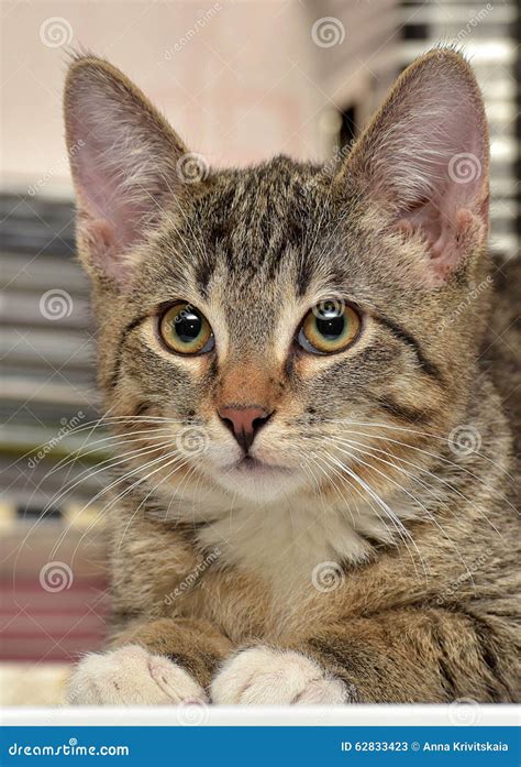 Teen Kitten 3 Months Stock Image Image Of Delinquent 62833423