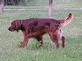 Irish Setter Wikimedia Commons