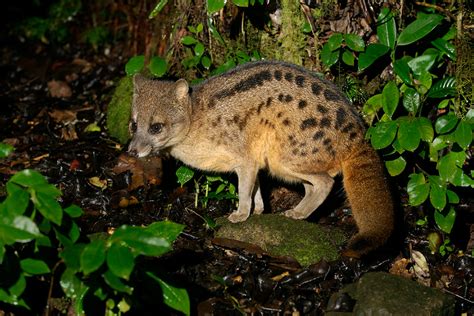 Fanaloka — aka the Malagasy Civet | Sean Crane Photography