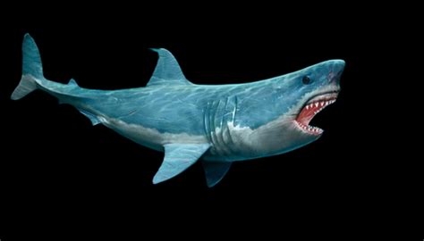 Discover Everything About Megalodon Fossils