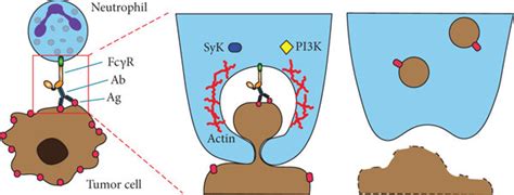 Molecular mechanisms of trogocytosis in immune cells. (a) T cell ...