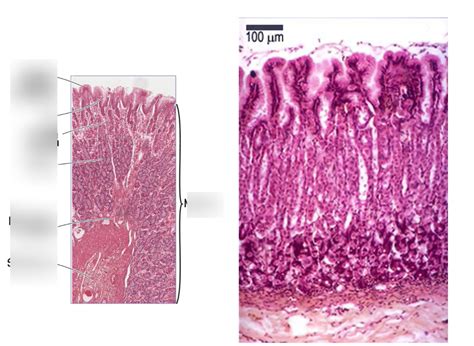 Stomach Histology Diagram Quizlet