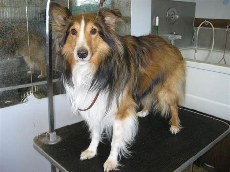 Sheltie, Kennel, Dog grooming