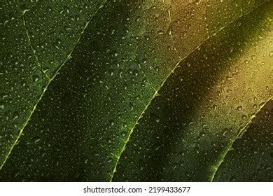 Indoor Plant Textures Details Stock Photo 2199433677 | Shutterstock