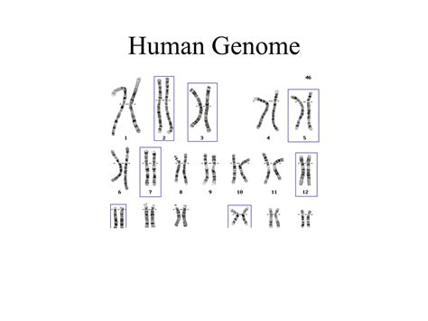 Ppt Decoding The Human Genome Understanding The Blueprint Of Life