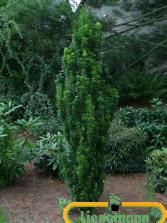 Taxus Baccata Fastigiata Baumschule Lienemann