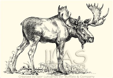 Moose Head Drawing at GetDrawings | Free download