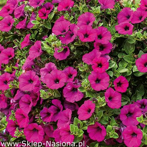 Petunia zwisająca Surfinia purpurowofioletowa Rubina 80 nasion w