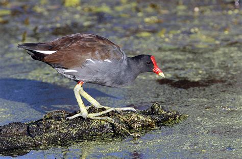 Common Moorhen – DearTexas,