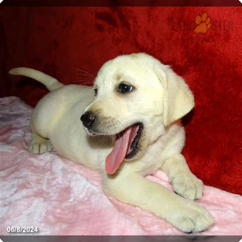 Luna Labrador Retriever Puppy For Sale In Jonestown Pa Lancaster