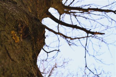 Free Images Tree Nature Branch Winter Leaf Trunk Autumn Season