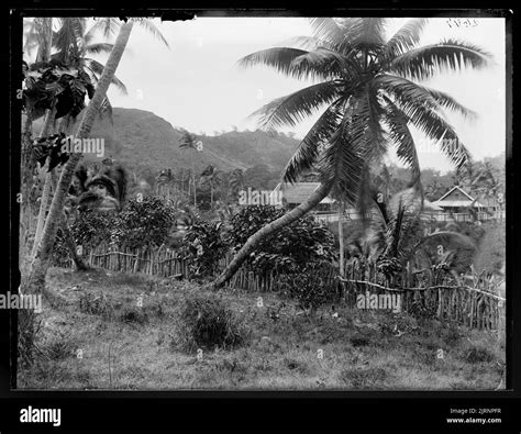 [Mango [Mago], Fiji] Stock Photo - Alamy