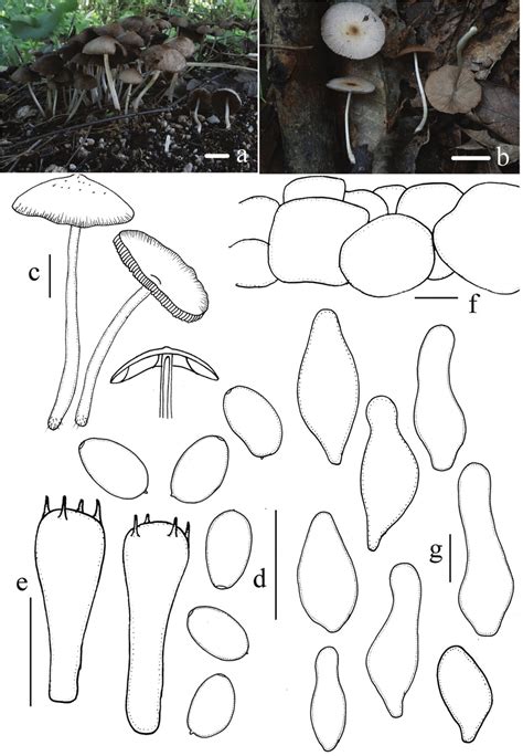 Basidiomata And Microscopic Features Of Candolleomyces Subcacao A C