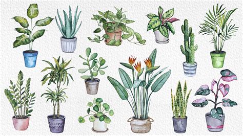 Watercolor Botanical Collection Of Home Plants Behance