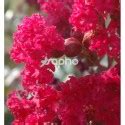 Lagerstroemia Indica Braise D Ete Indybra