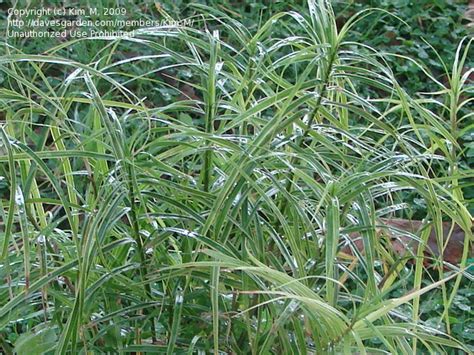 Plantfiles Pictures Variegated Palm Sedge Oehme Carex