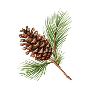 Watercolor Pine Cone Watercolor Cone Isolated Png Transparent Image