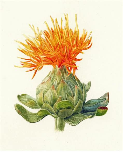 Botanical Illustration Carolyn Jenkins Folio Illustration Agency Botanical Illustration