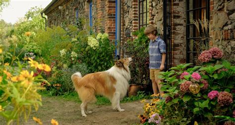 Lassie Ein Neues Abenteuer Film Rezensionen De