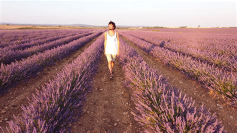 Los Campos De Lavanda De Caleruega En La Ribera Del Duero Castilla Y Le N