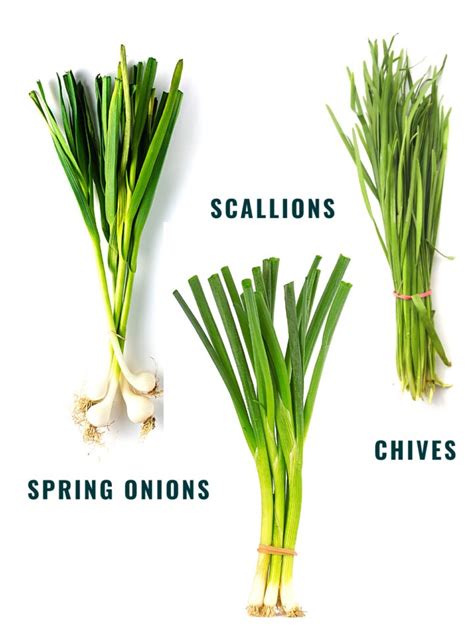 What Are Scallions Everything You Need To Know Spice And Life