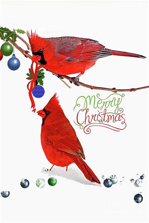 Red Cardinal Christmas Card Photograph By Regina Geoghan Pixels