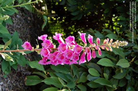 Plantfiles Pictures Digitalis Common Foxglove Lady S Glove Foxy Mix