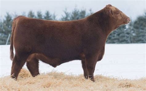 Batterson Red Angus, Bloomfield, IA – Red Angus cattle breeders Iowa ...