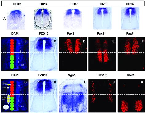 FZD10 Expression In The Neural Tube Correlates With Markers Of Neural