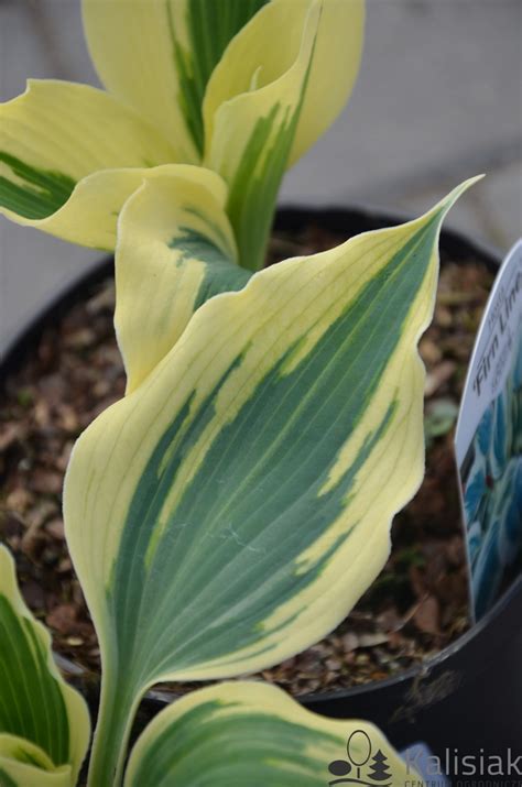 Hosta Firn Line Funkia