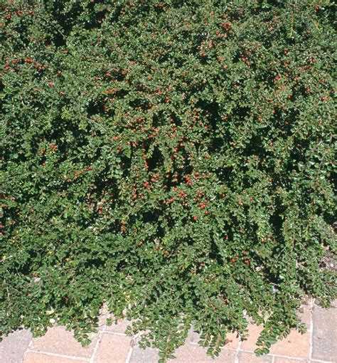 Cranberry Cotoneaster Natorps Online Plant Store