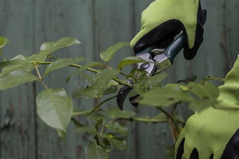 Pruning Rose Bushes in the Garden Stock Image - Image of trimming ...