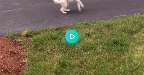 Racing Me Into The House Album On Imgur