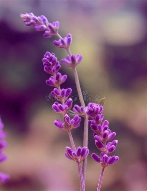 Close-up of Lavender Flower Stock Image - Image of fresh, space: 183175511