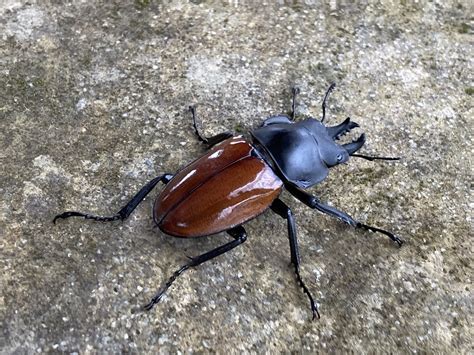 Neolucanus swinhoei from 臺灣島 桃源區 KHH TW on October 8 2023 at 10 35