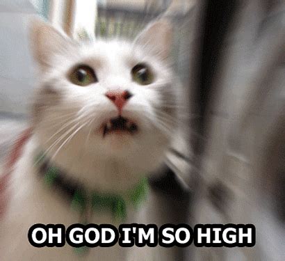 So High Cat GIFs - Find & Share on GIPHY