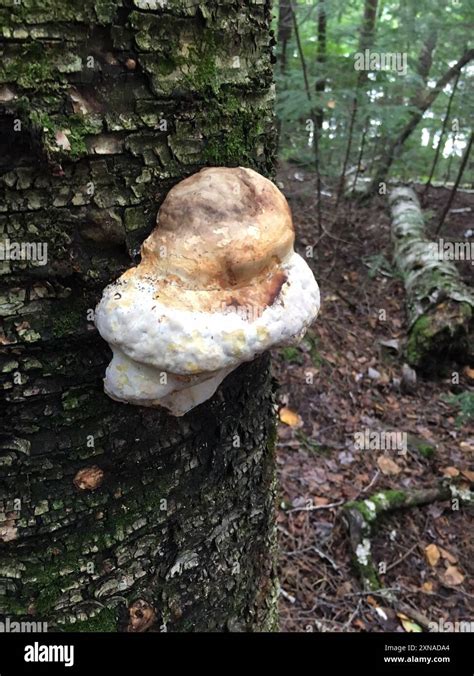 Shelf Fungi Polyporales Fungi Stock Photo Alamy