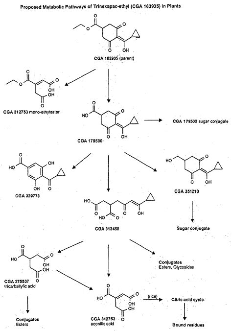 Method Of Altering The Alkaloid Composition In Poppy Plants Eureka Patsnap