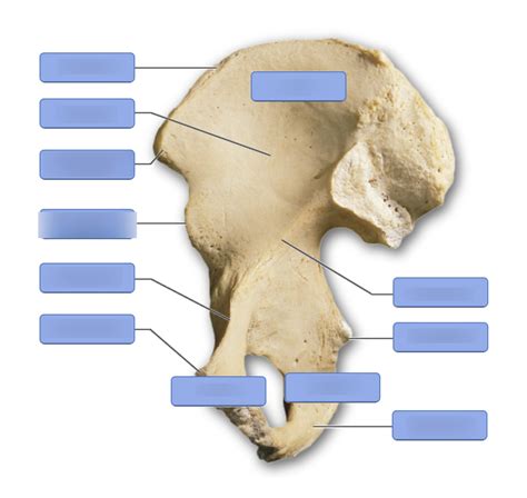 The Bones And Markings Of The Coxal Hip Bone Medial View Diagram