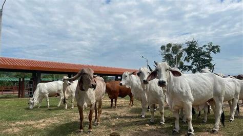 Inauguran primer núcleo genético para el manejo de ganado vacuno Tu