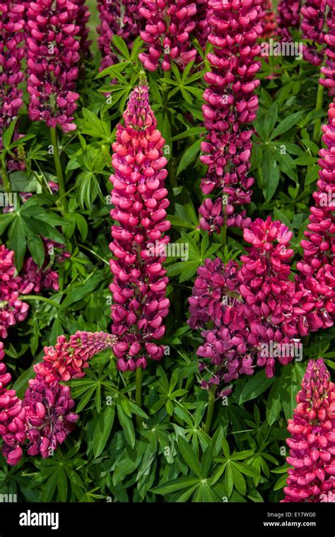 Hermosa Flor De Lupino Rojo Fotografías E Imágenes De Alta Resolución