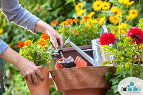 Como Cuidar Da Sa De De Sua Planta Hm Jardins