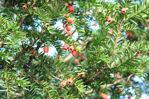 Taxus Baccata Common Yew English Yew Van Den Berk Nurseries