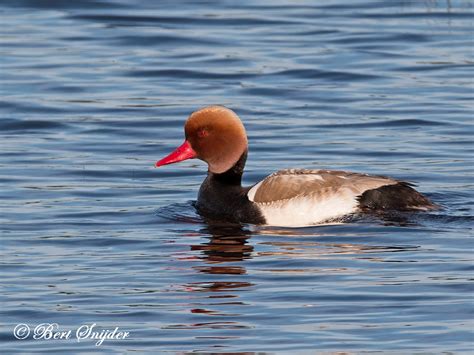 Red Crested Pochard Birding In Portugal Individual Bird Watching Holiday