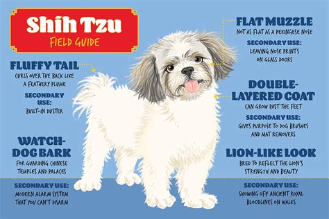 Shih Tzu Dog Breed Field Guide | PetMD