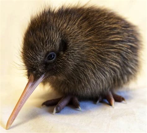 Baby Kiwi Bird 🇳🇿 : r/aww