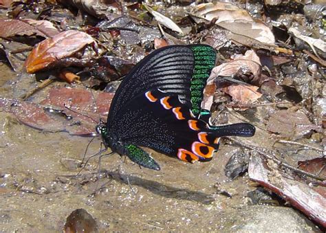 Top 10 Rare Or Endangered Butterflies Owlcation